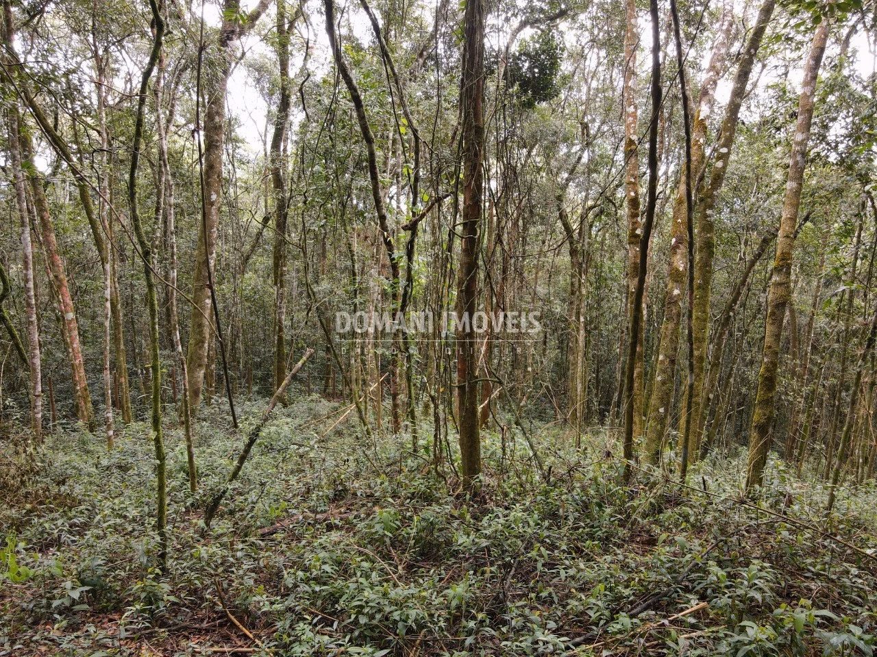 Terreno de 2.520 m² em Campos do Jordão, SP