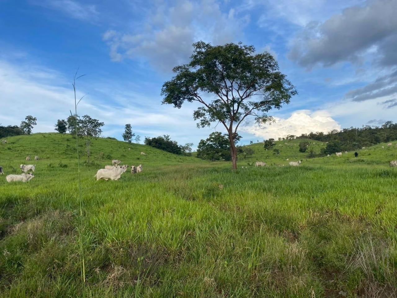 Fazenda de 1.498 ha em Pindorama do Tocantins, TO