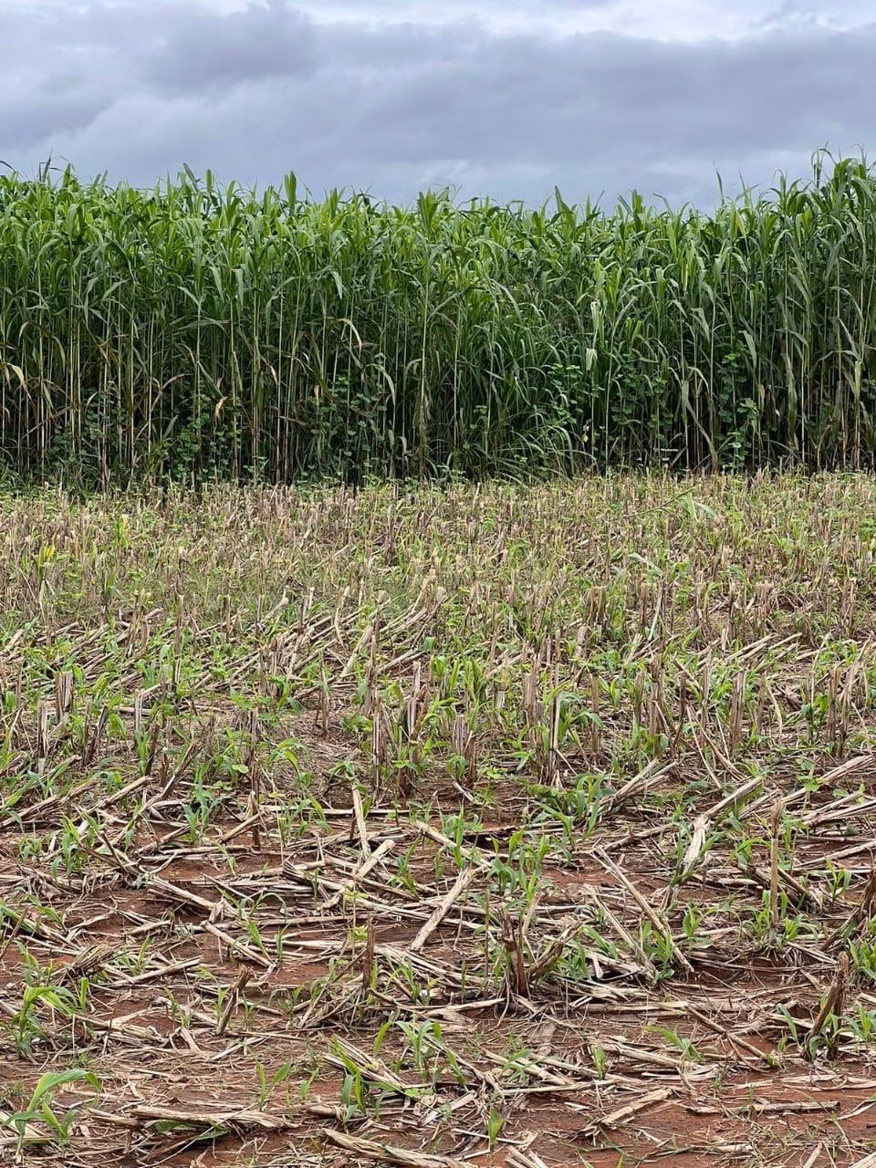 Fazenda de 1.498 ha em Pindorama do Tocantins, TO