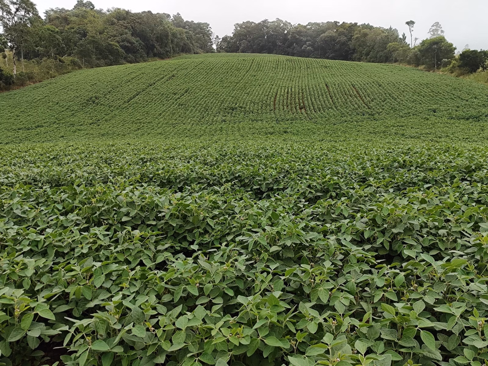 Small farm of 54 acres in Pilar do Sul, SP, Brazil
