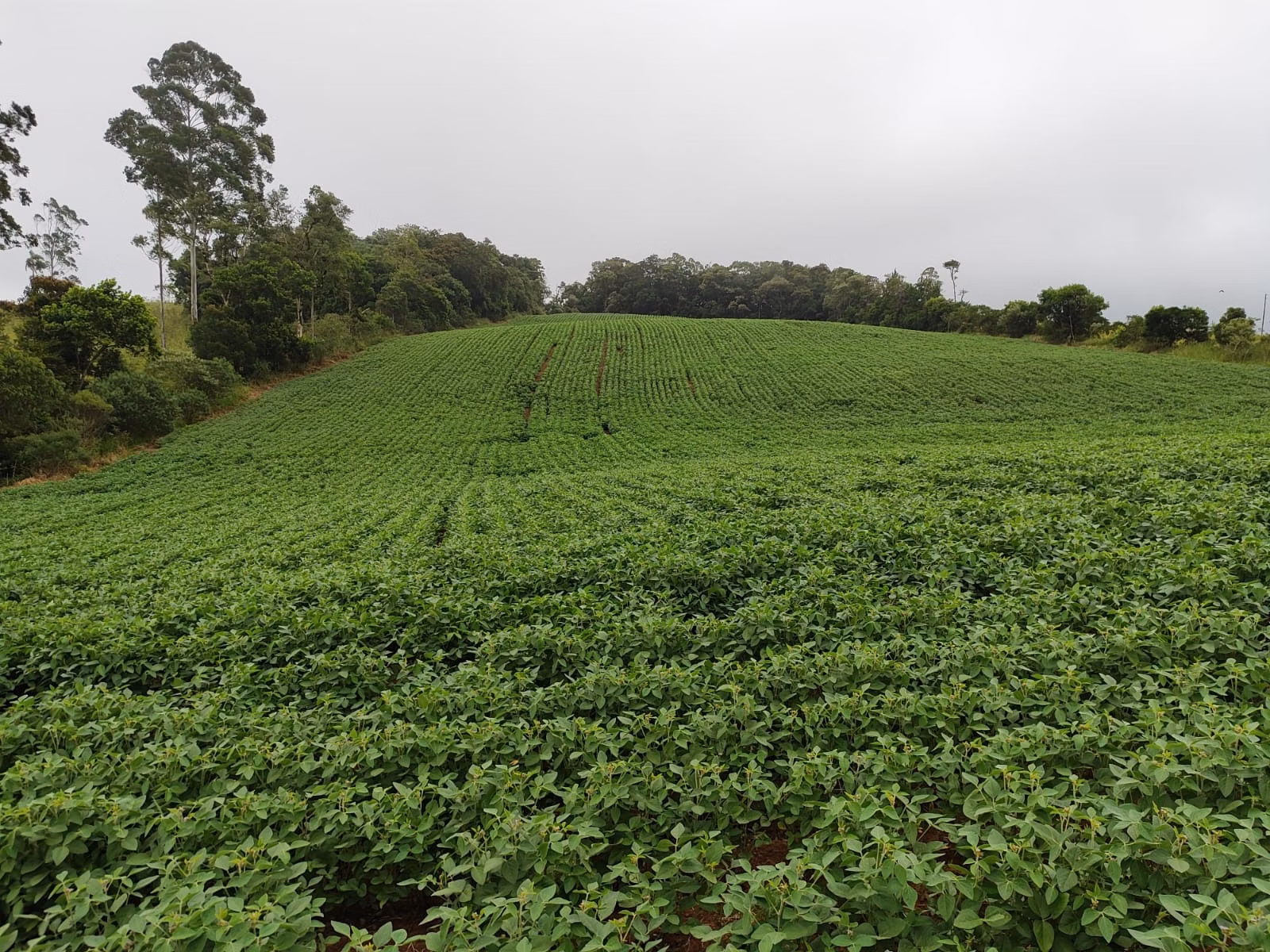 Small farm of 54 acres in Pilar do Sul, SP, Brazil