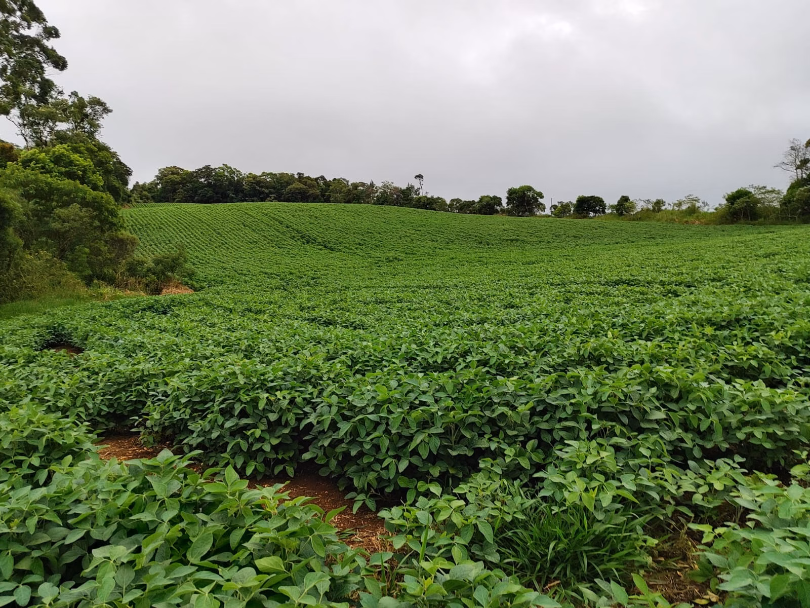Small farm of 54 acres in Pilar do Sul, SP, Brazil