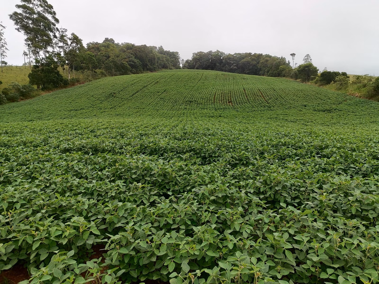 Small farm of 54 acres in Pilar do Sul, SP, Brazil