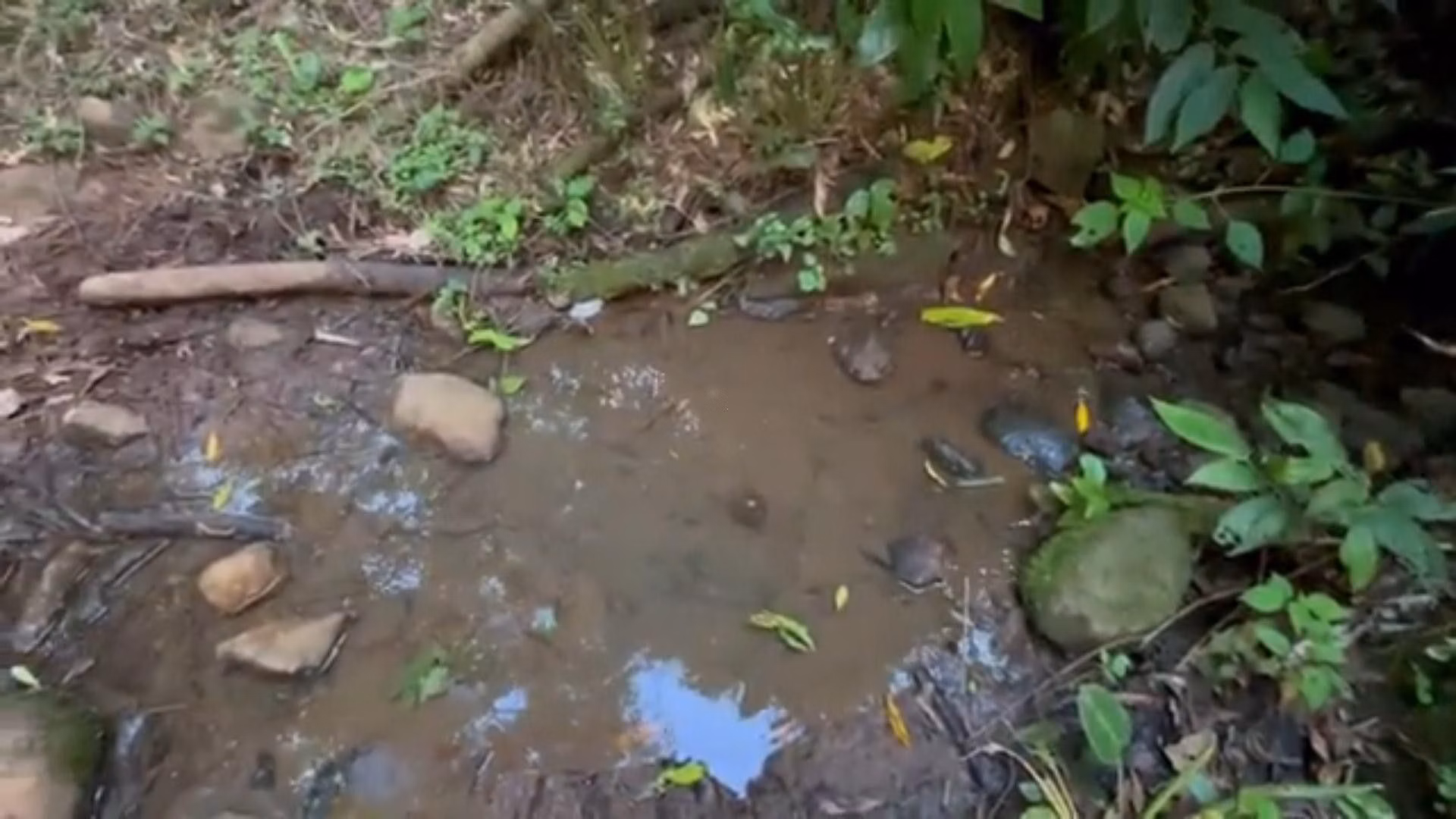 Chácara de 5 ha em Caraá, RS
