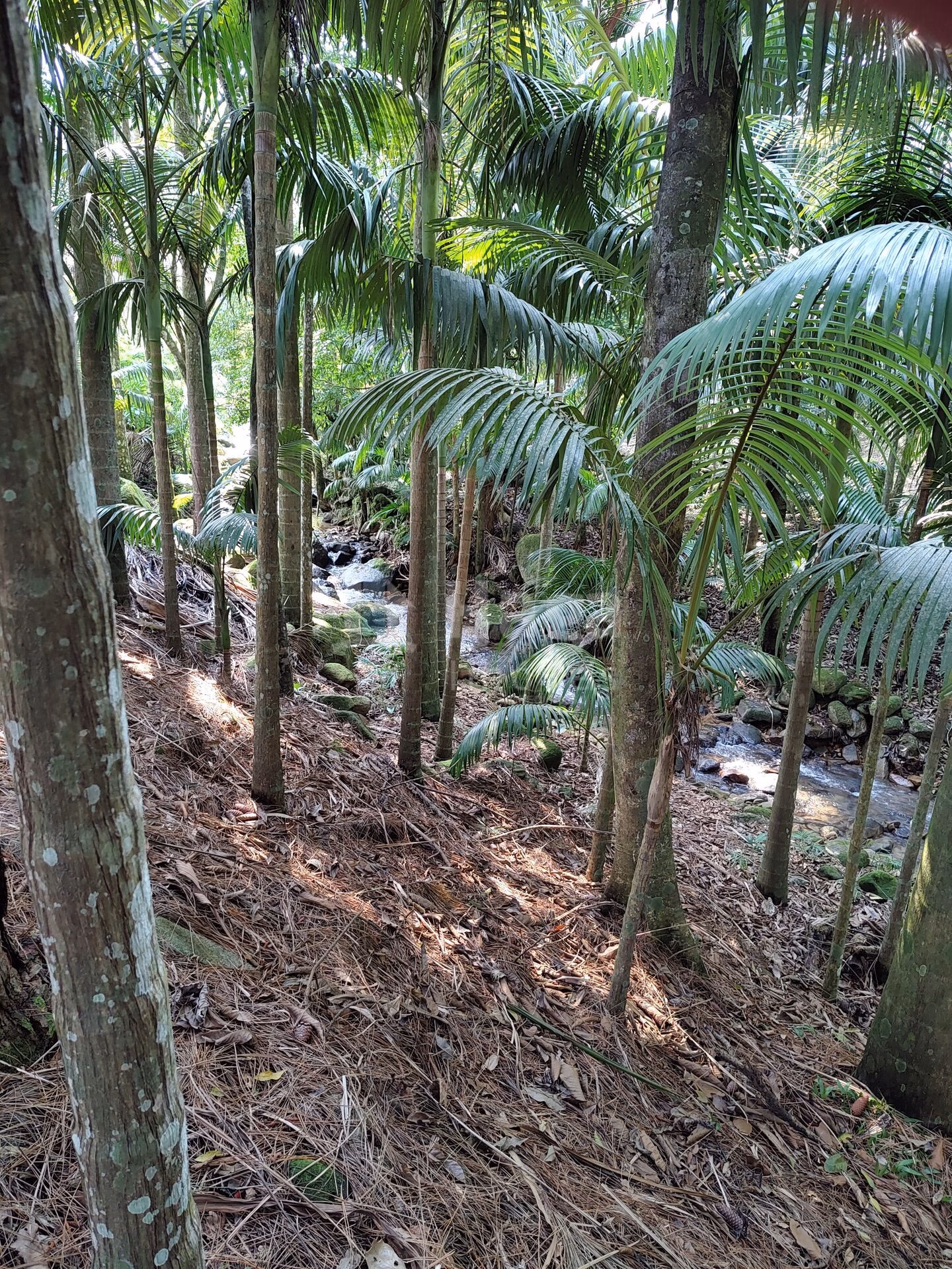 Farm of 2 acres in Guabiruba, SC, Brazil