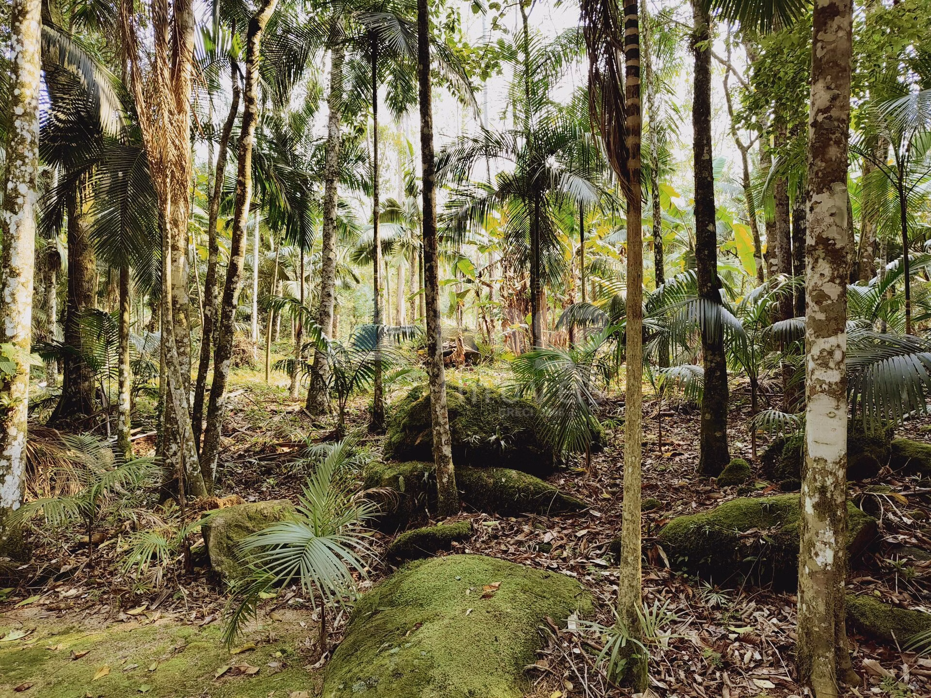 Farm of 2 acres in Guabiruba, SC, Brazil