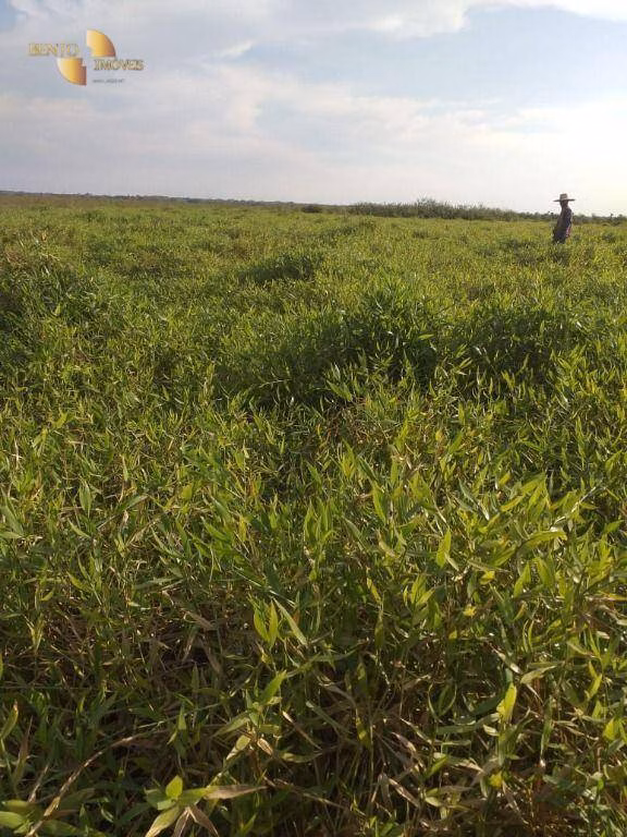 Fazenda de 1.363 ha em Poconé, MT
