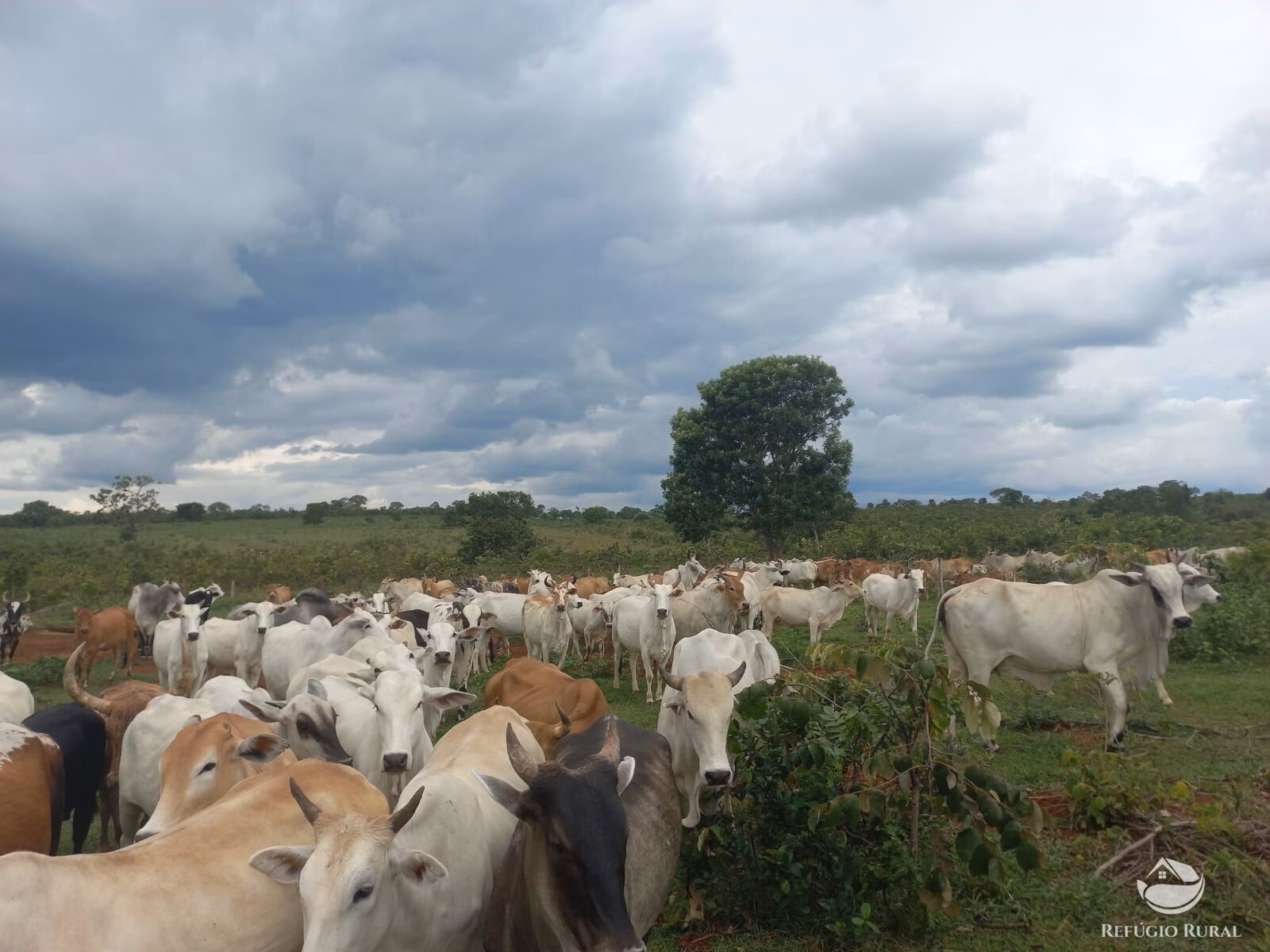 Fazenda à venda de 279 ha em Figueirão, MS