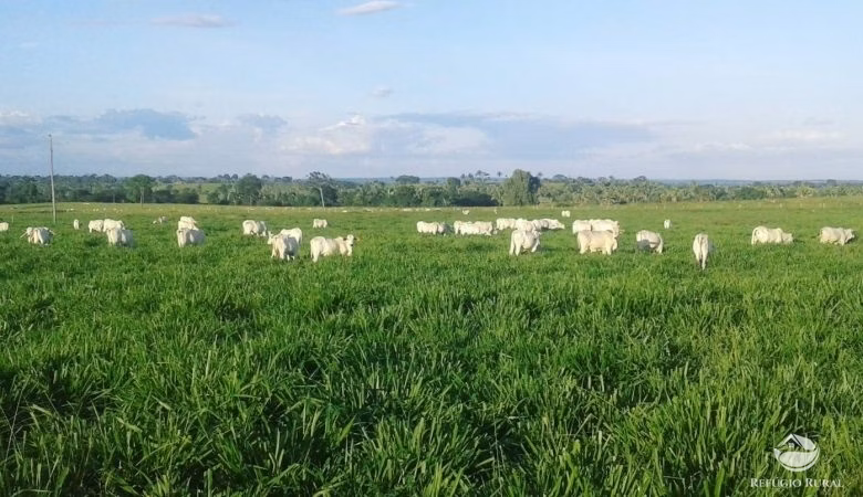 Fazenda de 1.282 ha em Marcelândia, MT