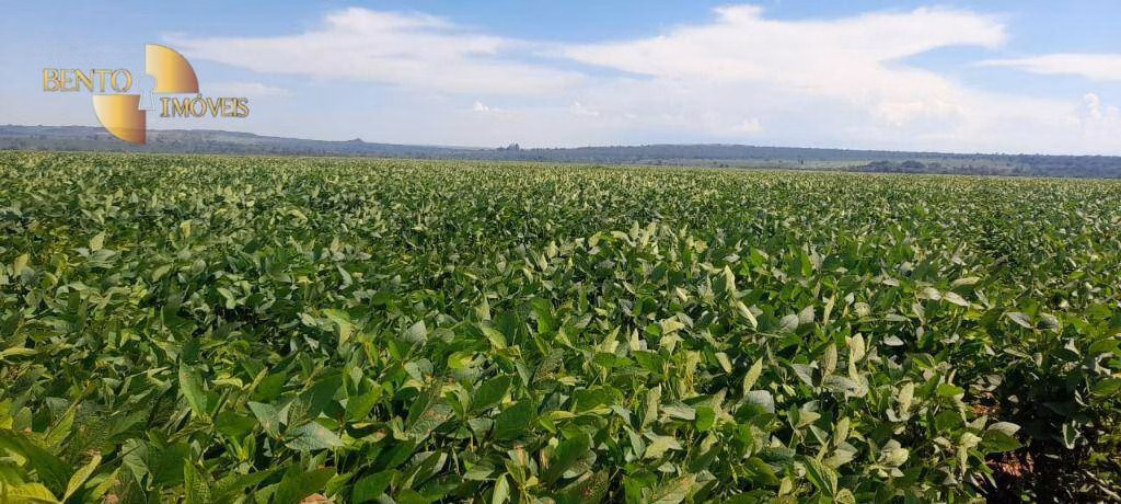 Fazenda de 1.400 ha em Primavera do Leste, MT