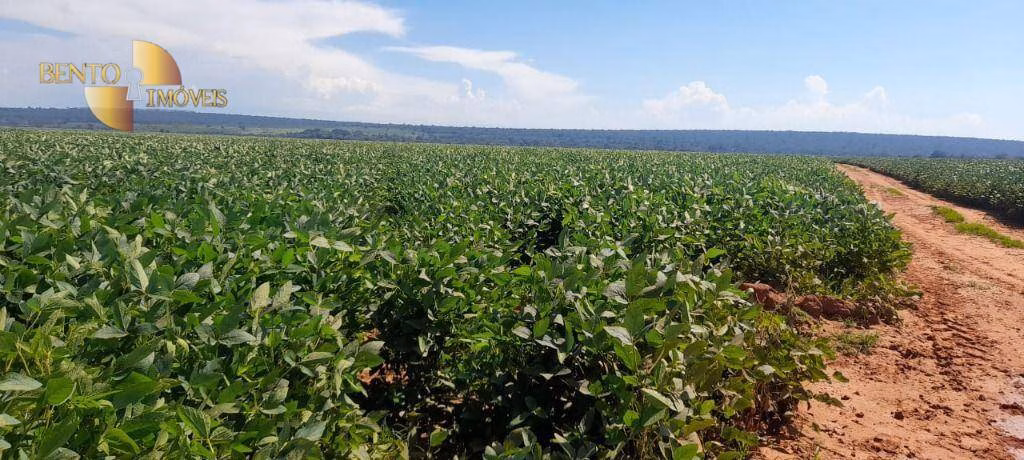 Fazenda de 1.400 ha em Primavera do Leste, MT