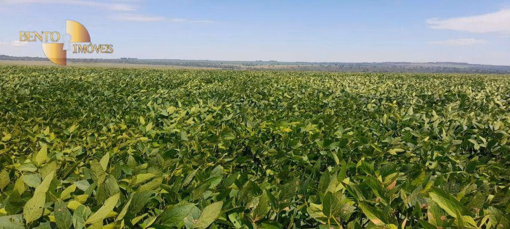 Fazenda de 1,400 ha em Primavera do Leste, MT