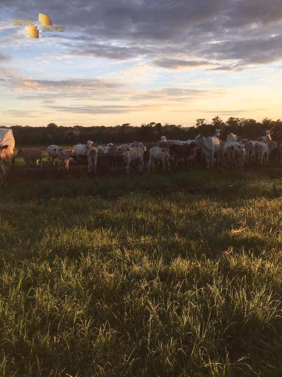 Fazenda de 6.515 ha em Sinop, MT