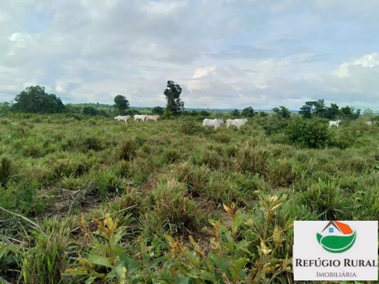 Farm of 5.429 acres in Juarina, TO, Brazil