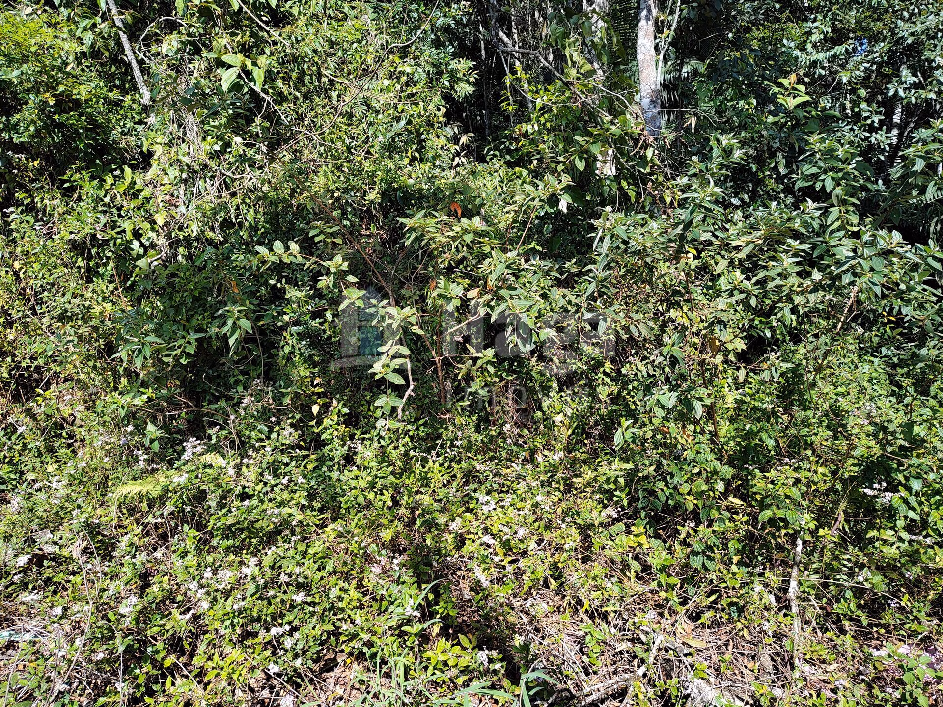 Terreno de 1 ha em Brusque, SC