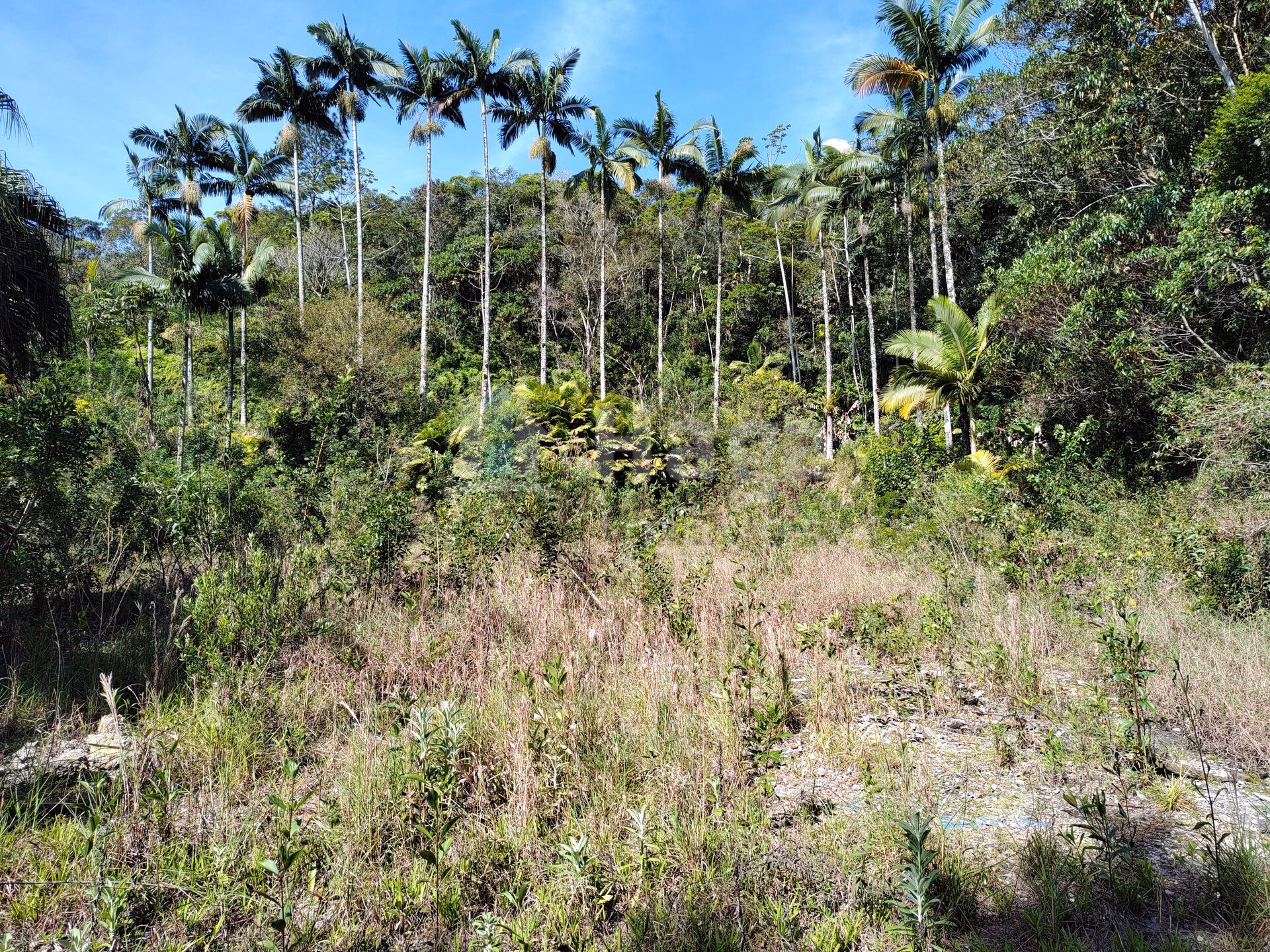 Terreno de 1 ha em Brusque, SC