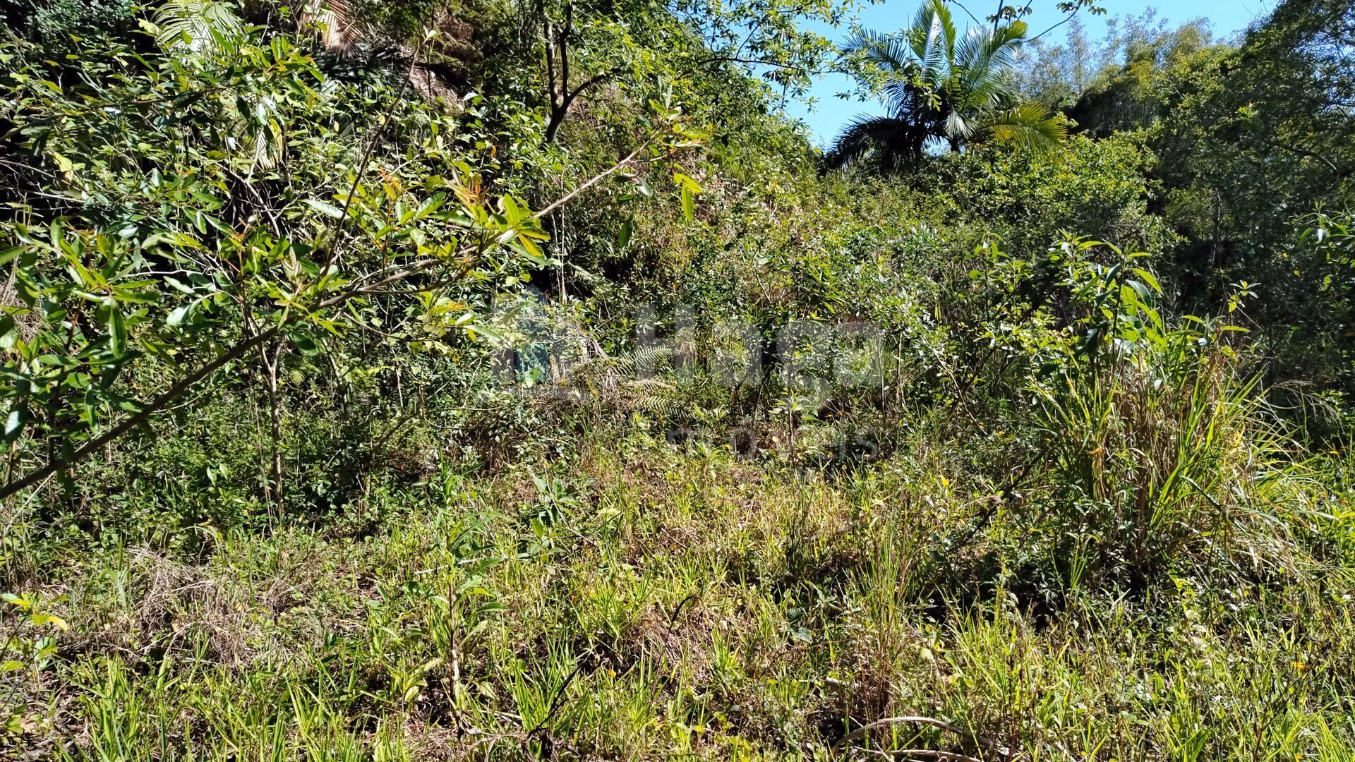 Terreno de 1 ha em Brusque, SC