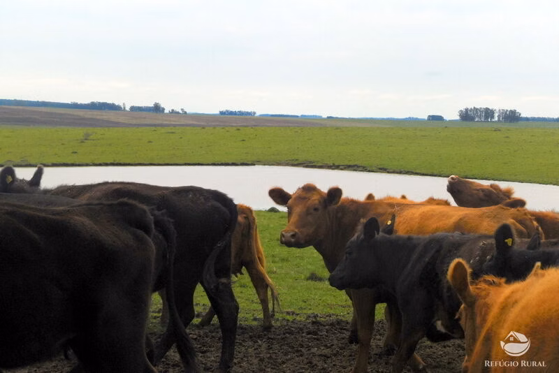 Fazenda de 6.000 ha em Jaguarão, RS