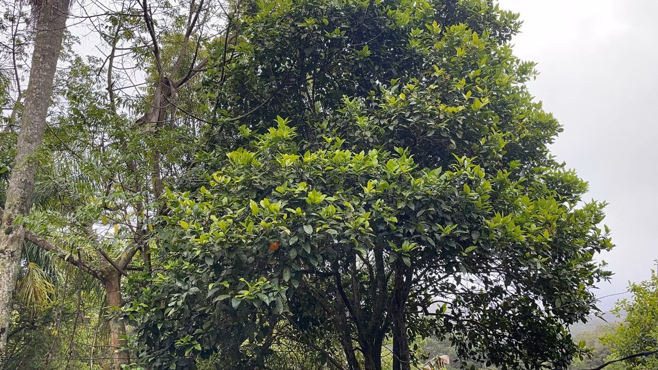 Country home of 7 acres in Caraá, RS, Brazil