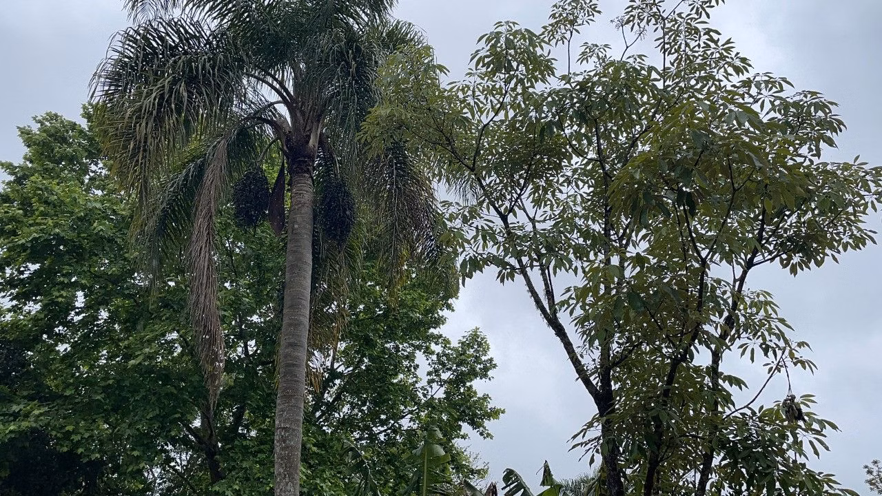 Country home of 7 acres in Caraá, RS, Brazil