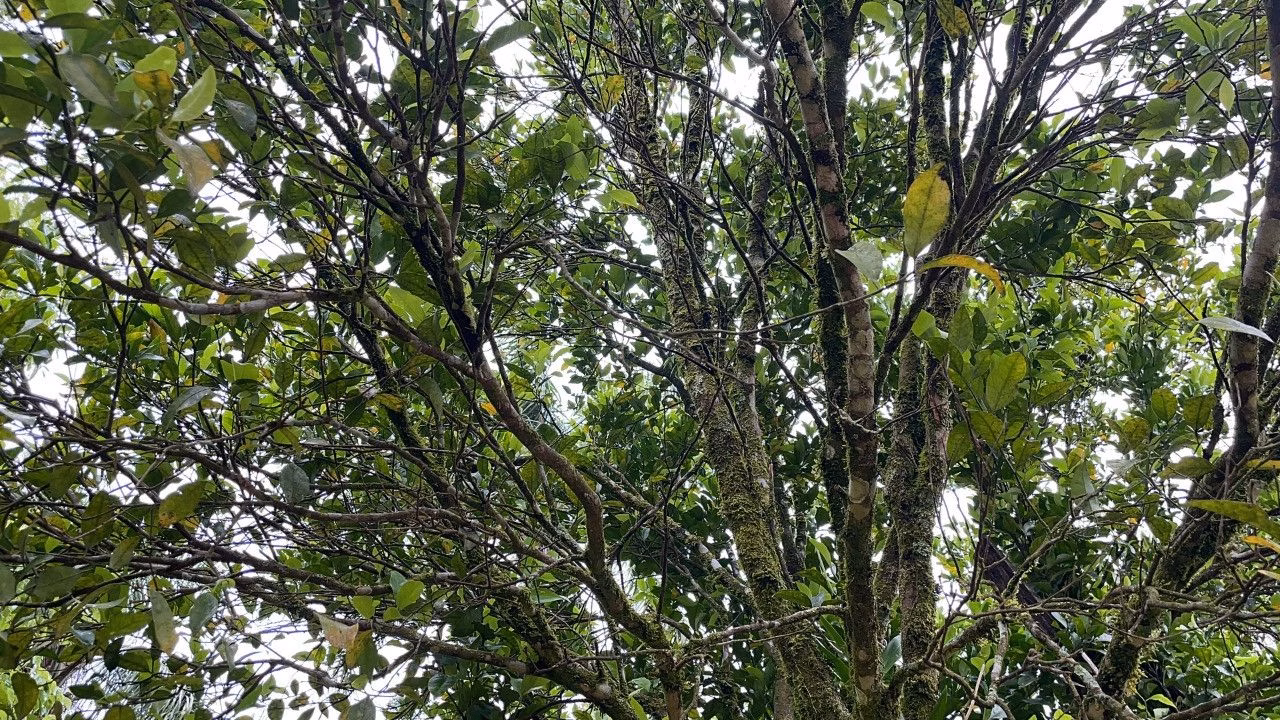 Chácara de 3 ha em Caraá, RS