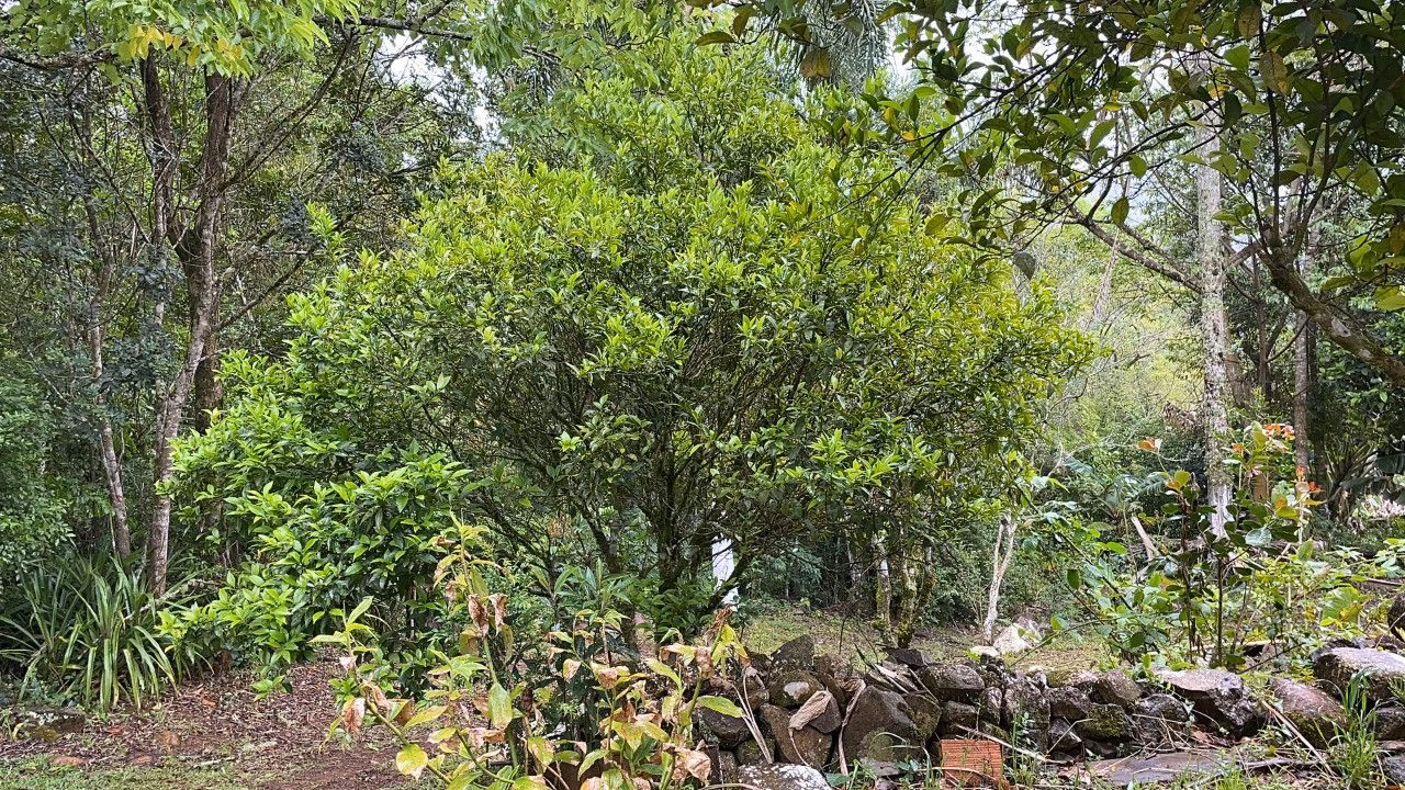 Chácara de 3 ha em Caraá, RS