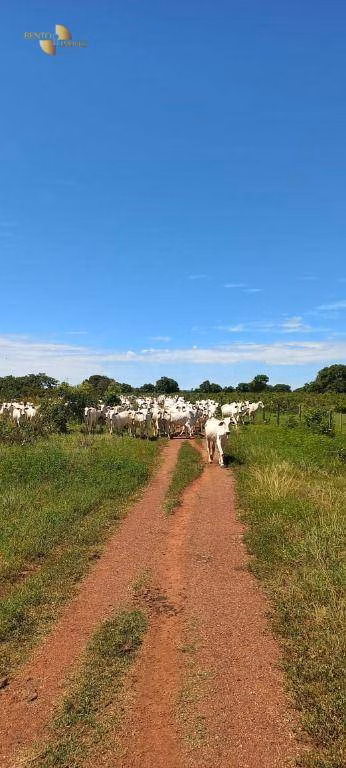 Fazenda de 2.266 ha em Jangada, MT
