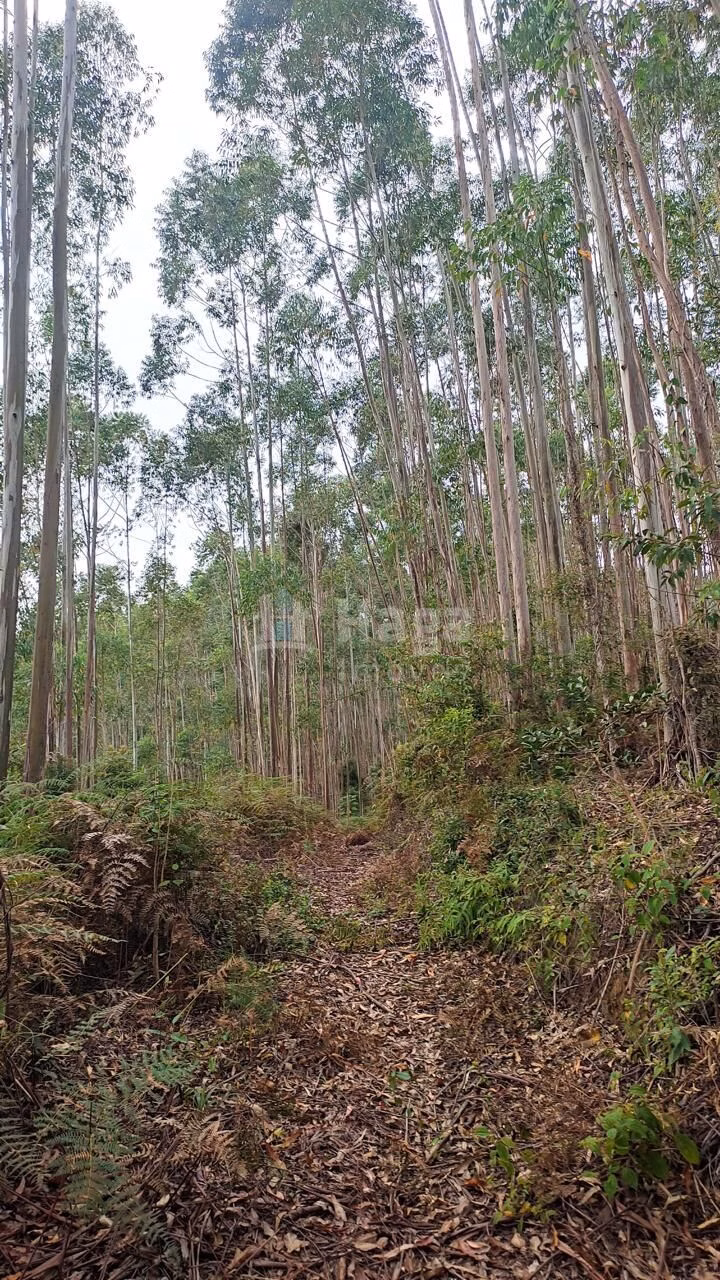 Country home of 16 acres in São João Batista, SC, Brazil