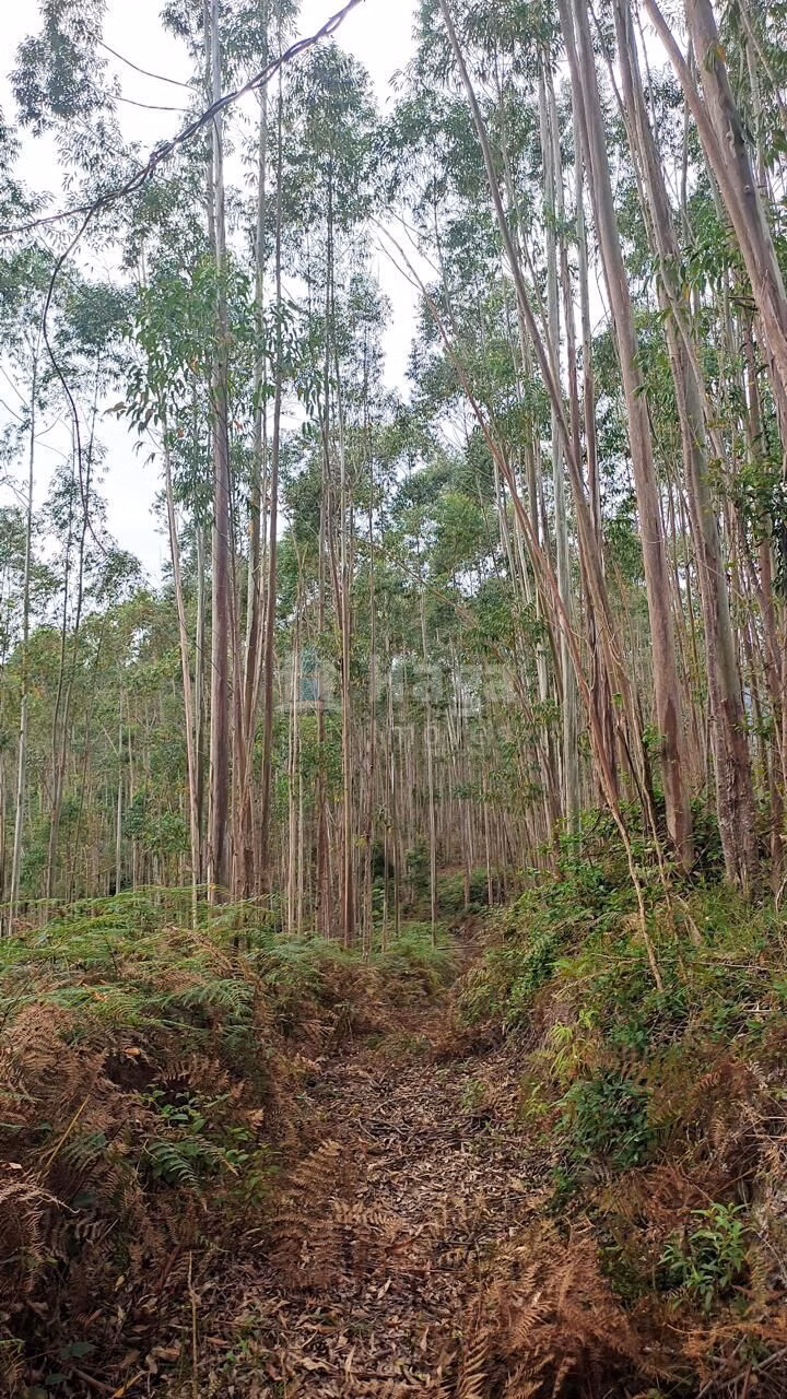 Country home of 16 acres in São João Batista, SC, Brazil