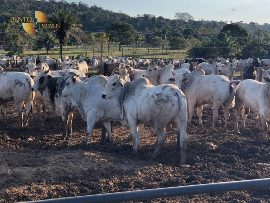 Fazenda de 2.083 ha em Juara, MT