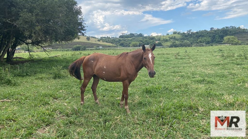 Fazenda de 121 ha em Cambuí, MG