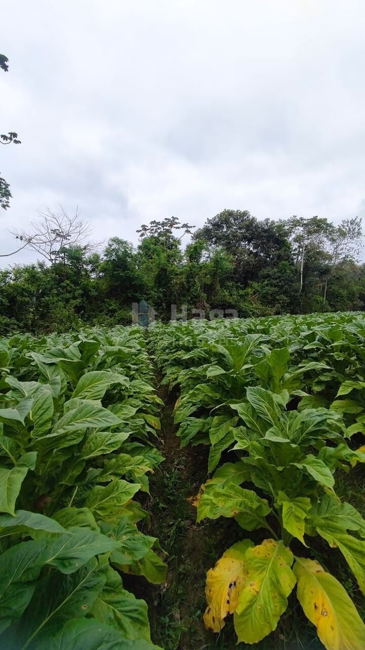 Farm of 6 acres in São João Batista, SC, Brazil
