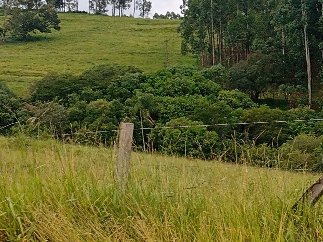 Small farm of 150 acres in Capão Bonito, SP, Brazil