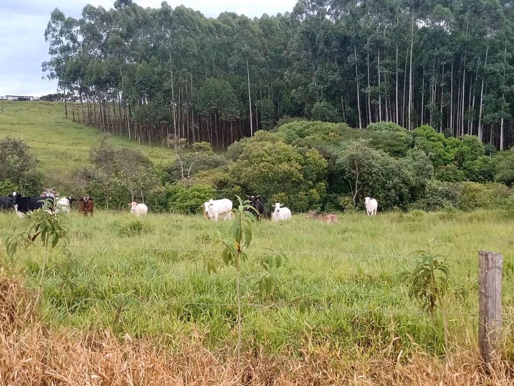 Sítio de 61 ha em Capão Bonito, SP