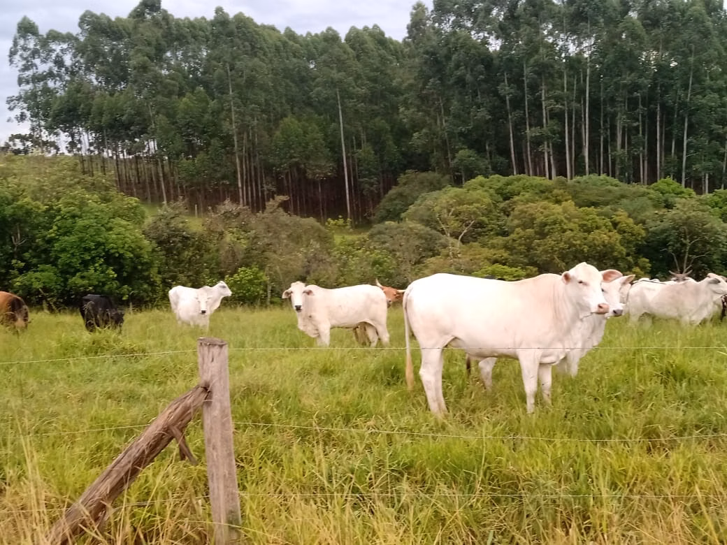 Sítio de 61 ha em Capão Bonito, SP