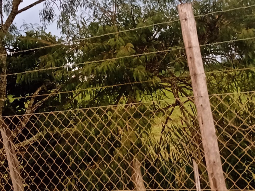 Small farm of 150 acres in Capão Bonito, SP, Brazil