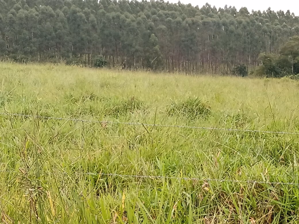 Small farm of 150 acres in Capão Bonito, SP, Brazil