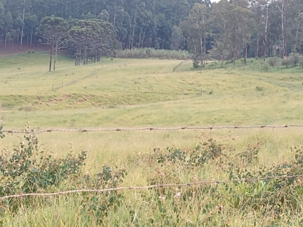 Small farm of 150 acres in Capão Bonito, SP, Brazil