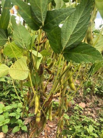 Fazenda de 4.890 ha em Santo Antônio de Leverger, MT