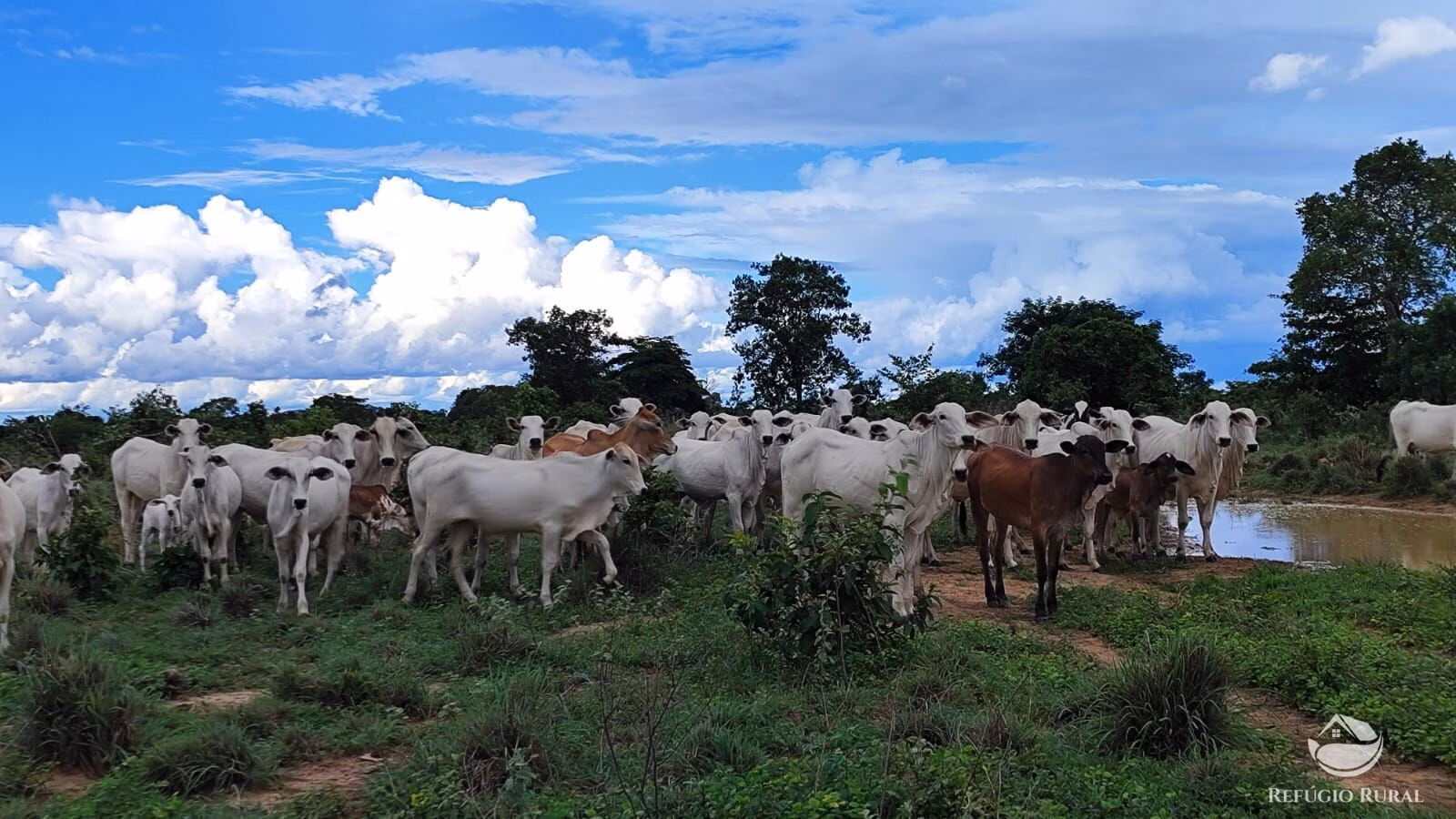 Farm of 1.972 acres in Alvorada, TO, Brazil