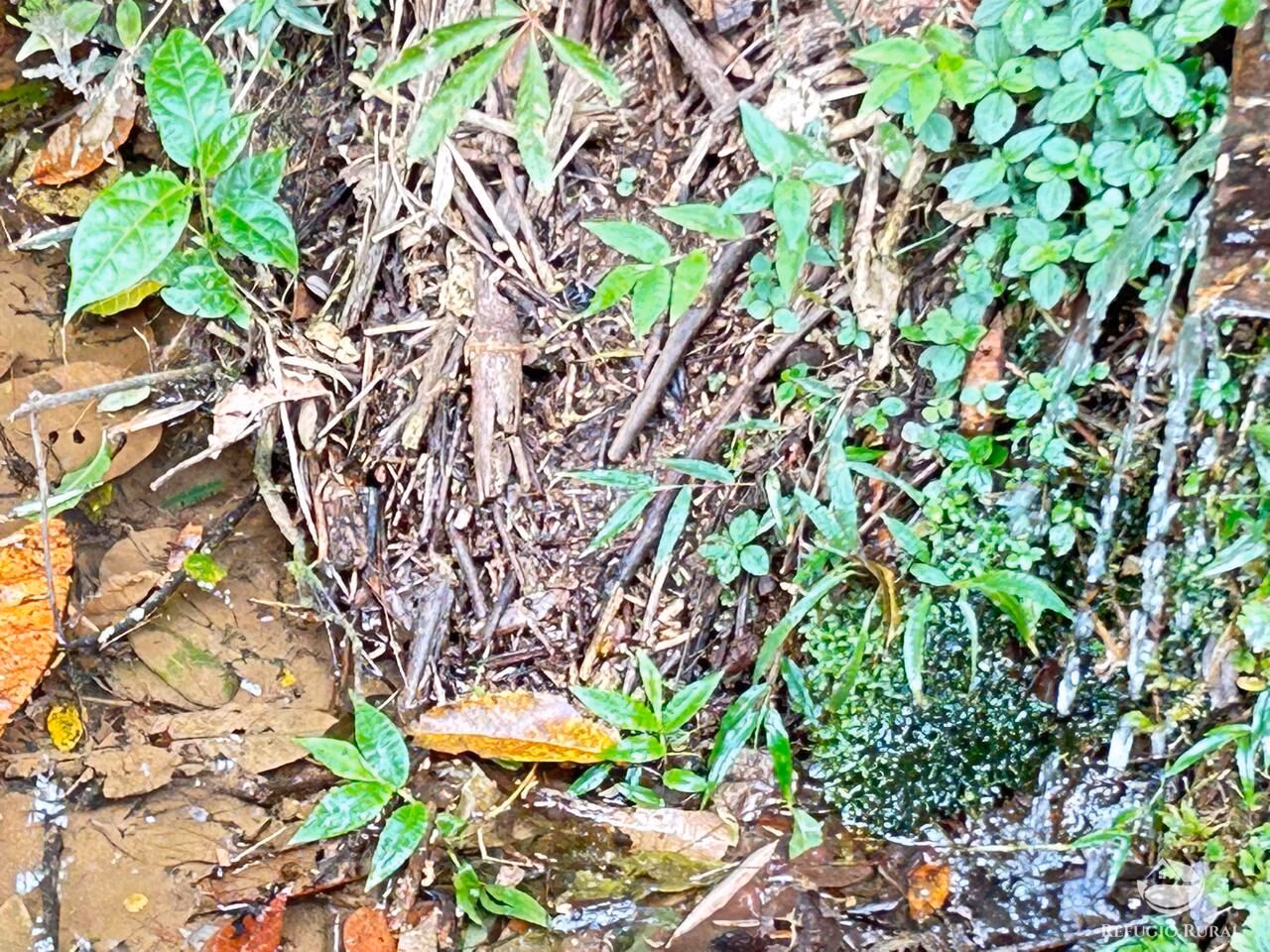Terreno de 6 ha em São José dos Campos, SP