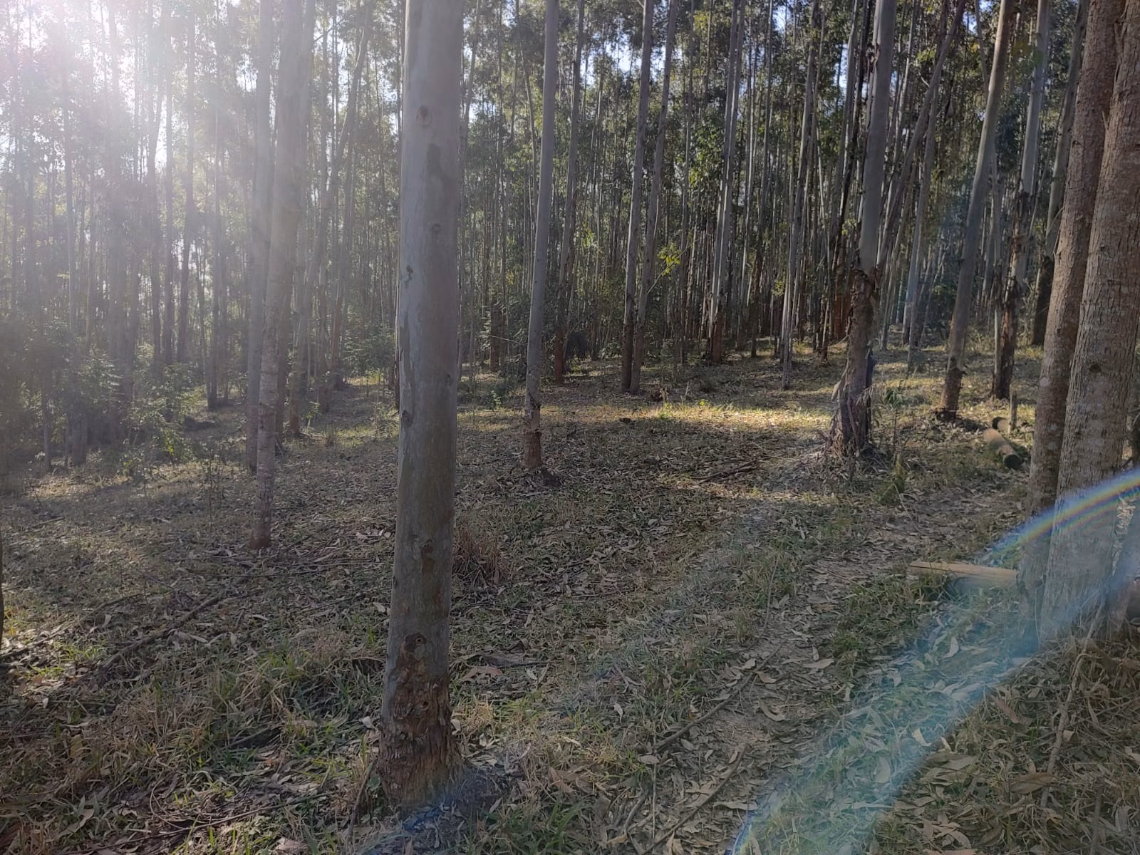 Small farm of 87 acres in Itapetininga, SP, Brazil
