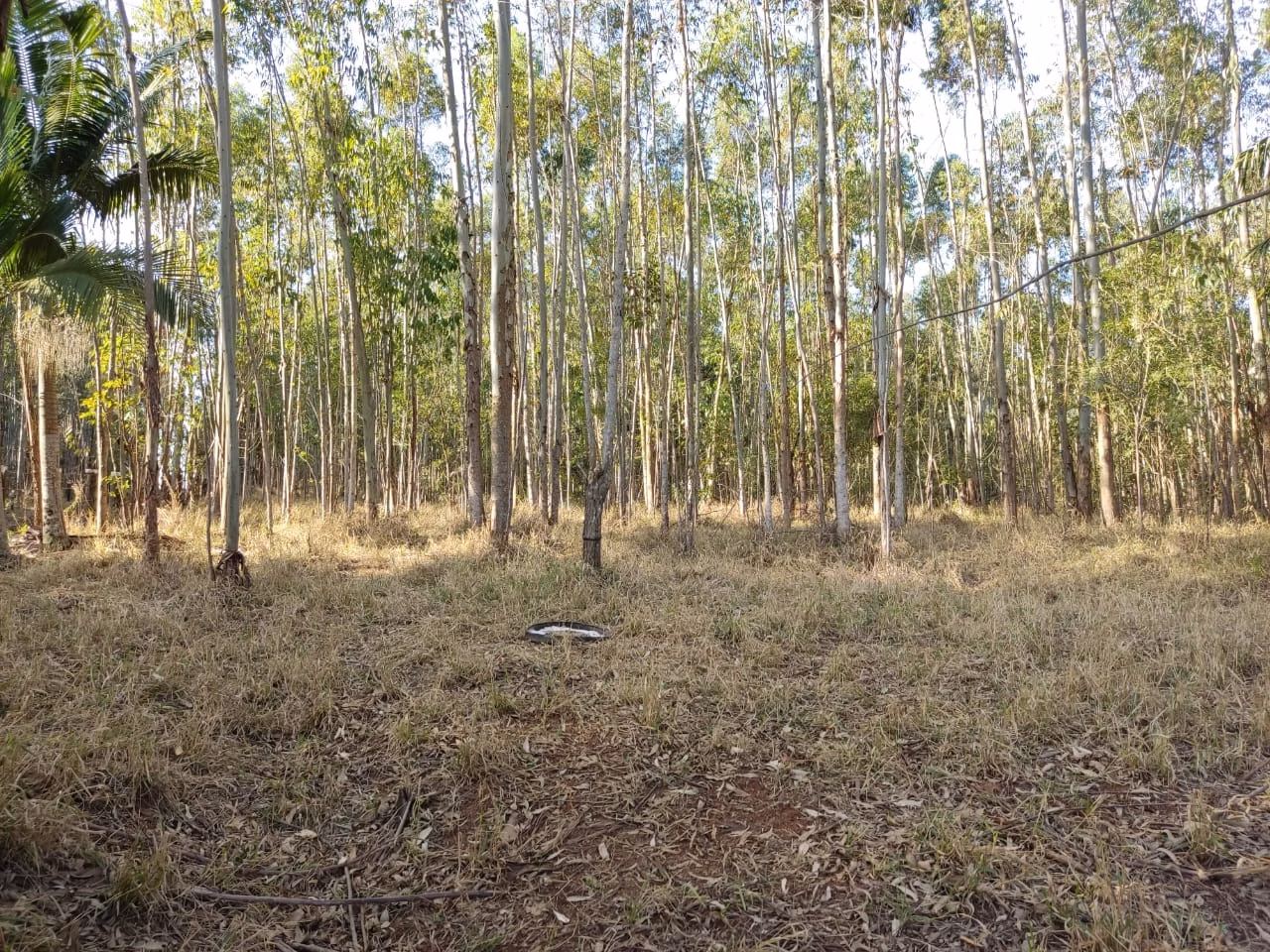 Small farm of 87 acres in Itapetininga, SP, Brazil