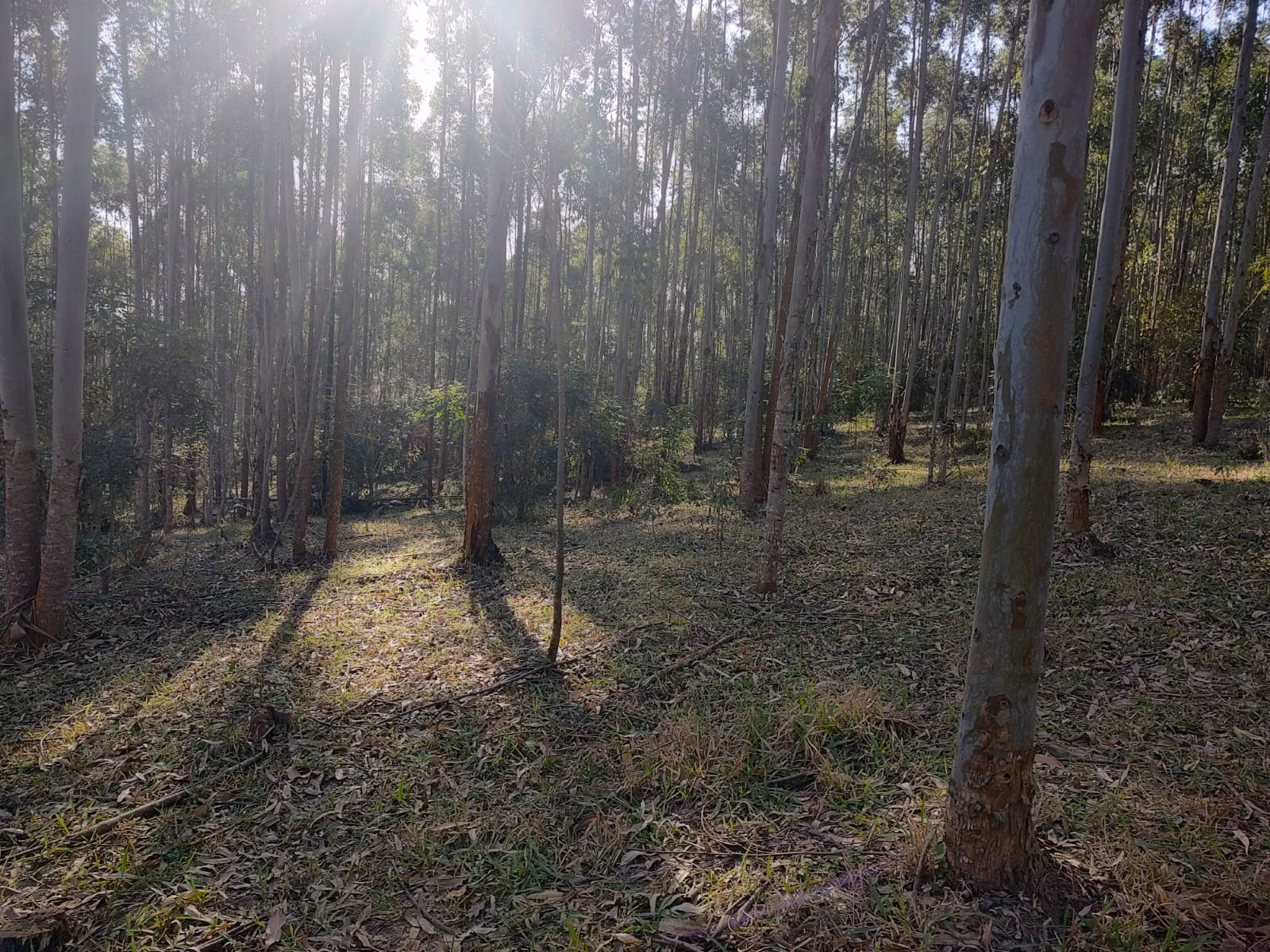 Small farm of 87 acres in Itapetininga, SP, Brazil