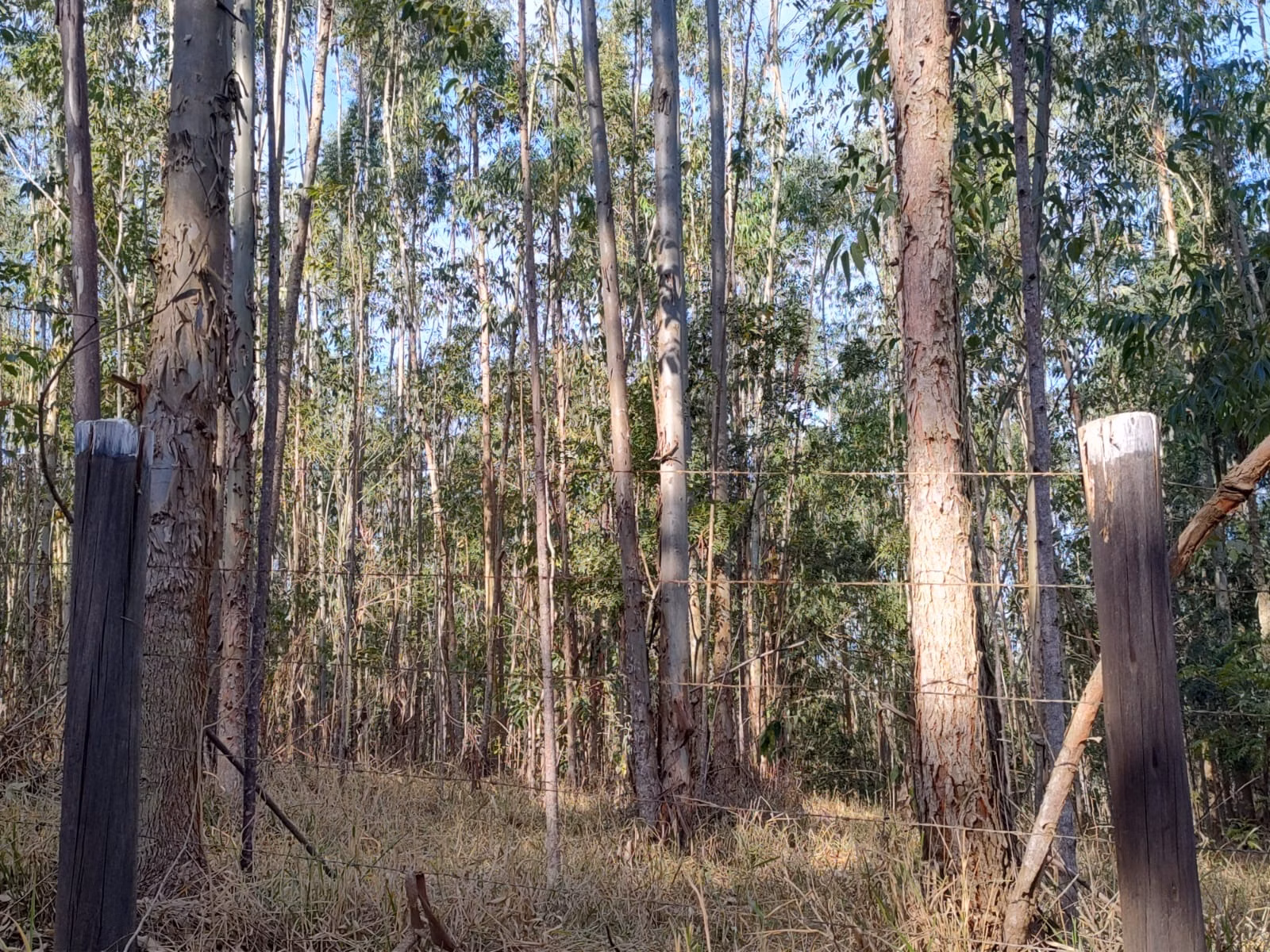 Small farm of 87 acres in Itapetininga, SP, Brazil