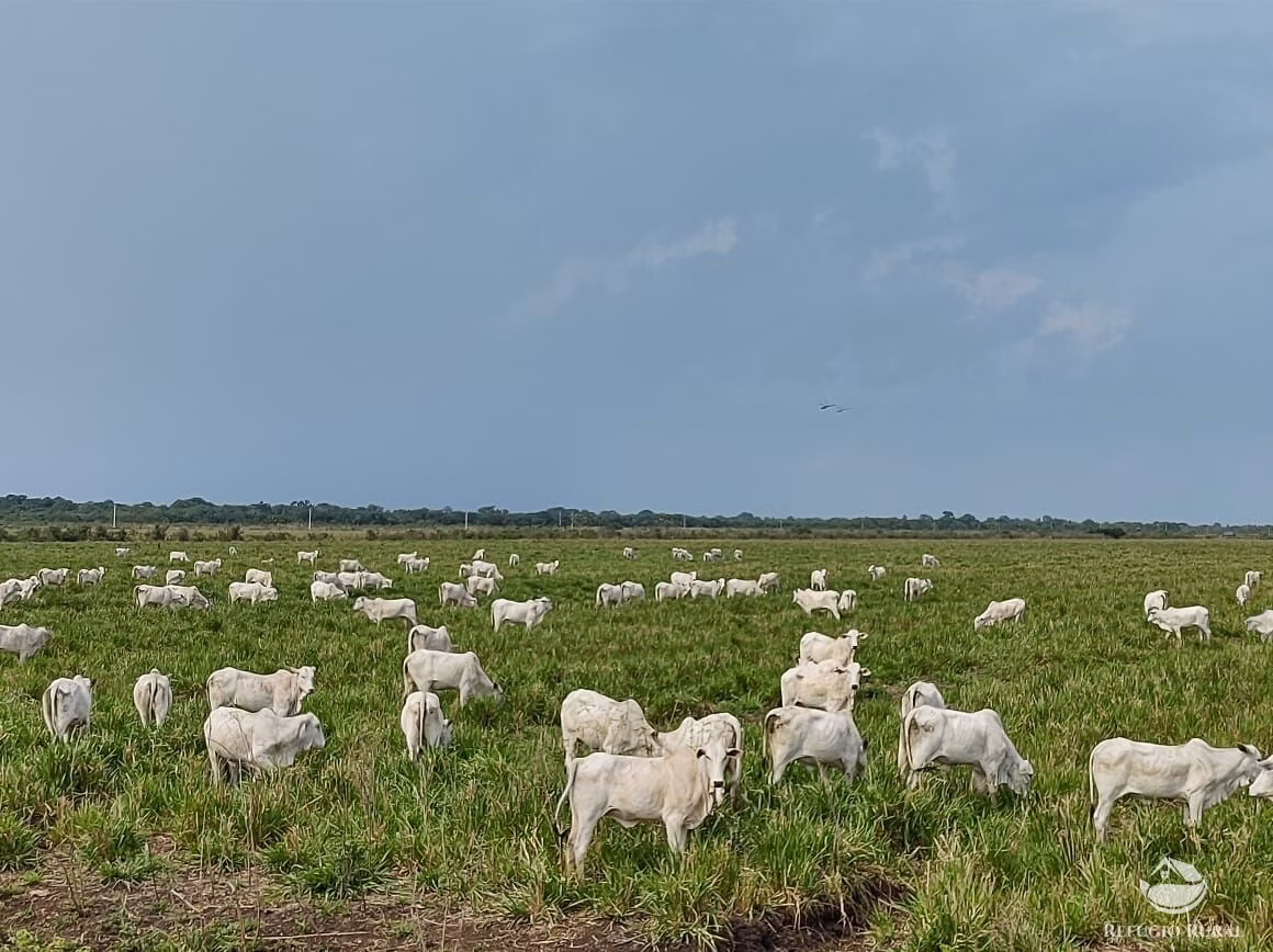 Farm of 12,973 acres in Miranda, MS, Brazil