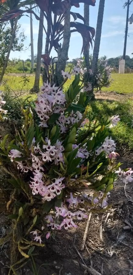 Small farm of 45 acres in Itapetininga, SP, Brazil