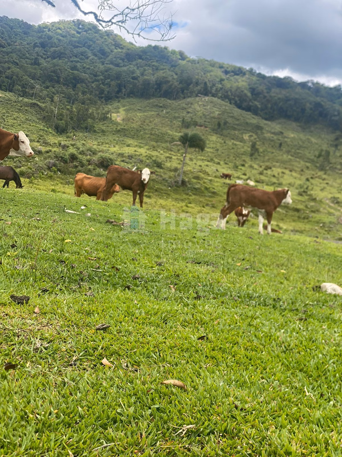 Farm of 1,942 acres in Timbó, SC, Brazil