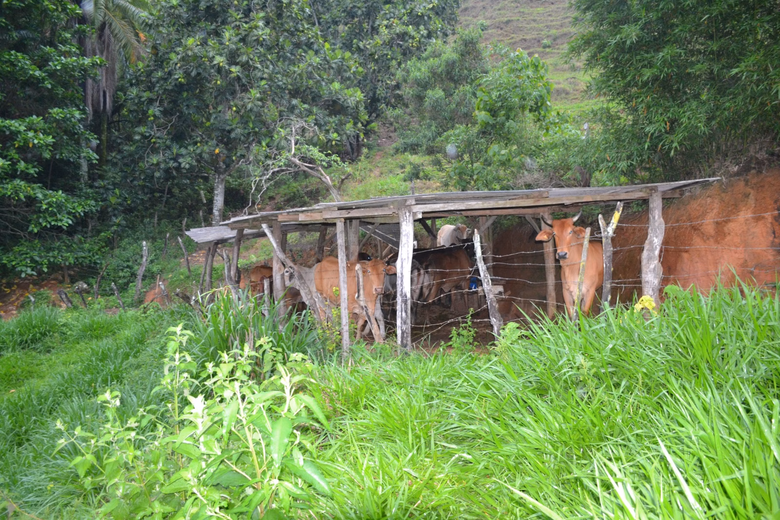 عزبة بمساحة ٤٠٦٬٠٠٠ m² في Santa Leopoldina، ES