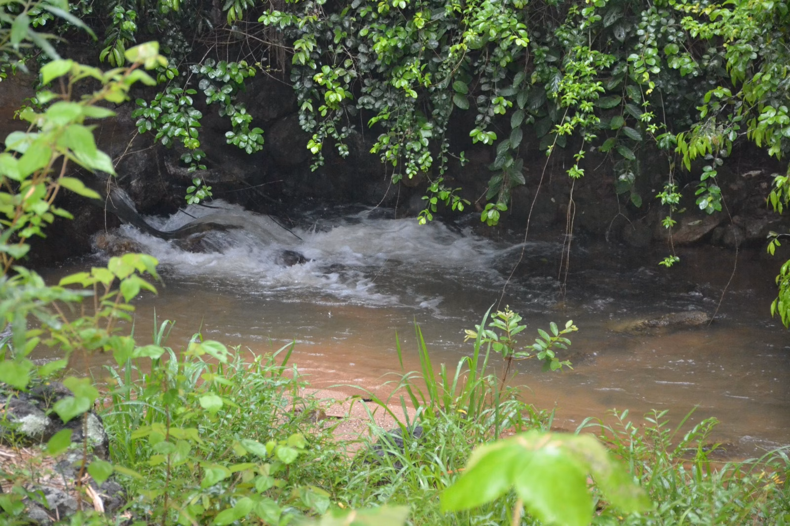 عزبة بمساحة ٤٠٦٬٠٠٠ m² في Santa Leopoldina، ES